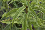 Joe Pye weed